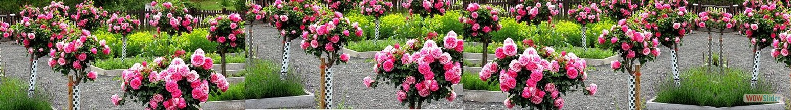Rosen im Krutergarten